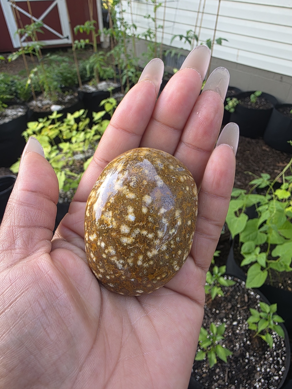 Polished Brown and Cream Ocean Jasper Palm Stone